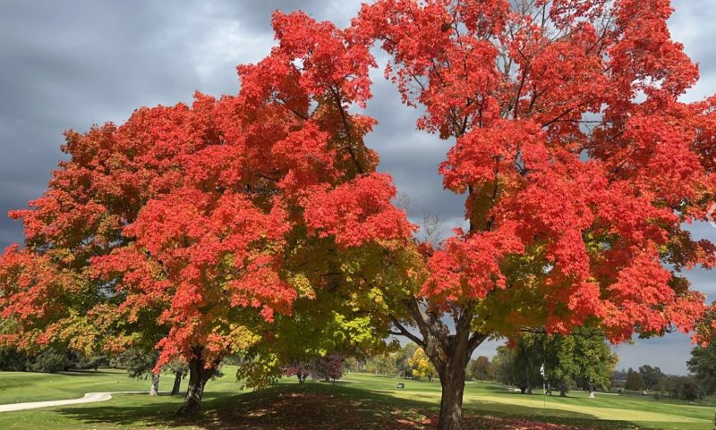fall-maple-trees-Oct-9-2022-Sharon-Kizer-Madison-WI-e1665521149588 (1)